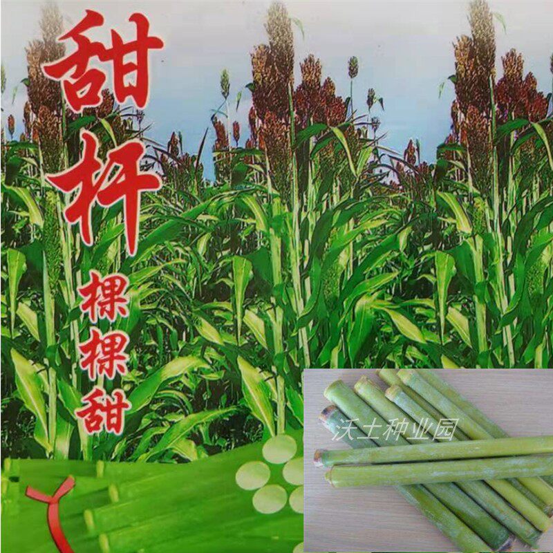 东北甜杆种子棵棵甜家庭菜园品种房前屋后小面积童年的回忆好吃甜