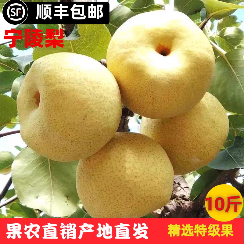 【顺丰包邮】宁陵梨果农直销河南宁陵县酥梨现摘新鲜生鲜水果梨子