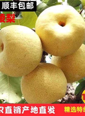 宁陵金顶谢花酥梨果农直销