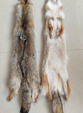 进口北美狼毛皮草整张装饰皮毛一体家居摆件坐垫电影摄影演出道具