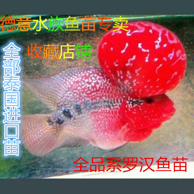 泰国活体热带观赏鱼