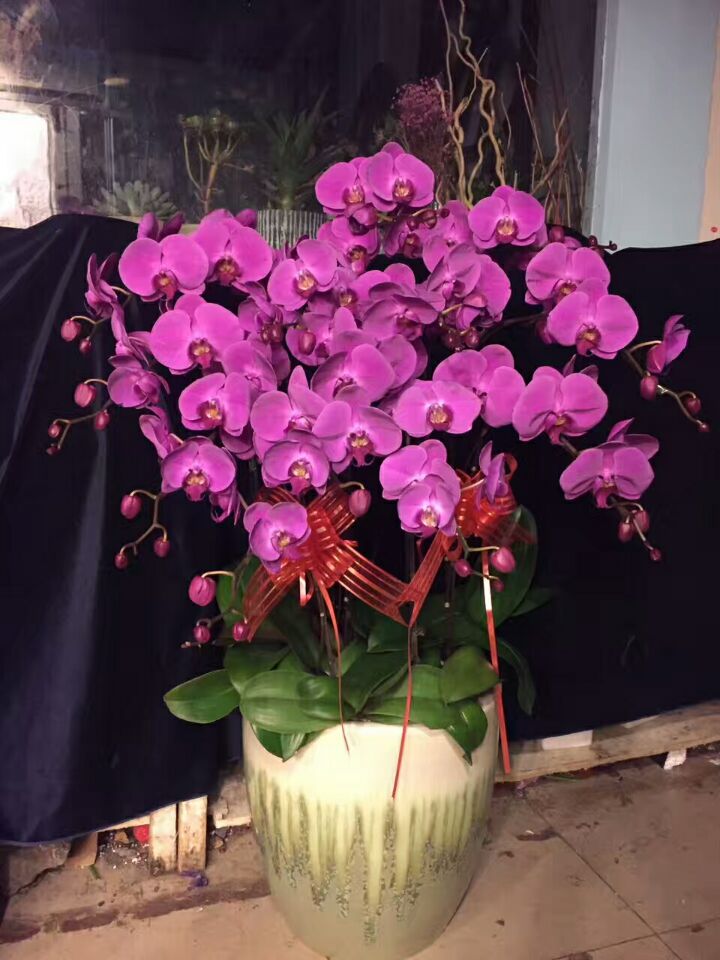 幸福一生紫红色10株装家庭花蝴蝶兰