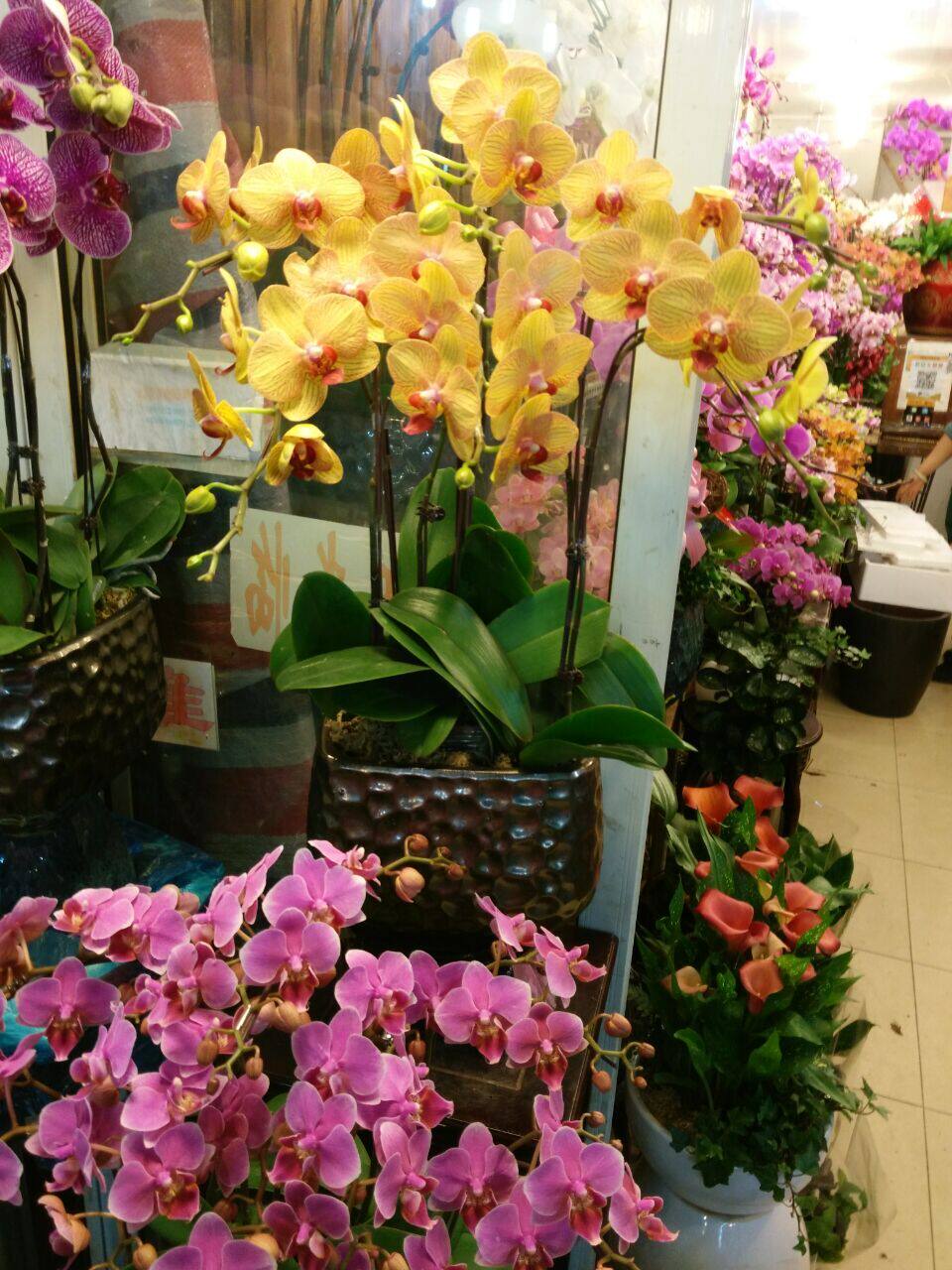 彩色蝴蝶兰8枝装乔迁开业开张送花公司前台摆放花同城花卉订购
