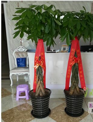 发财树盆栽开业乔迁发财树5辫发财树上海同城花市直送家庭公司放
