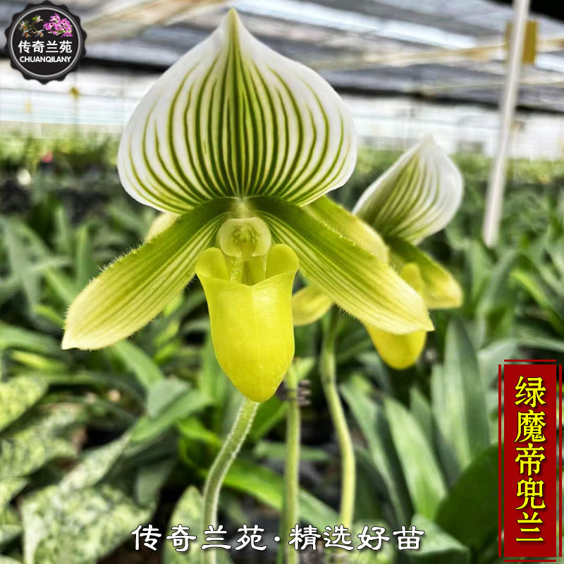 绿魔帝兜兰  带花苞 稀有品种绿色兜兰好养苗漂亮