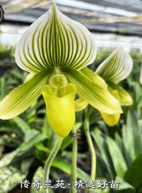 绿魔帝兜兰 带花苞 稀有品种绿色兜兰 好养 苗漂亮