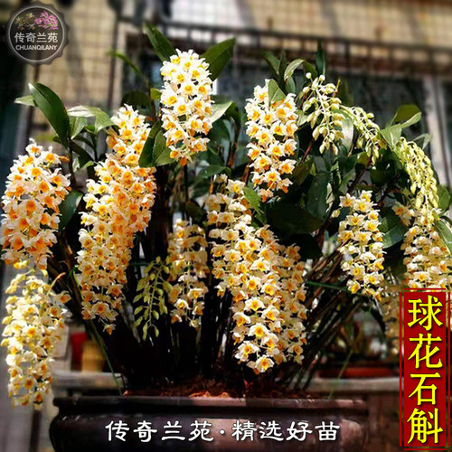 球花石斛 石斛兰球型盆苗 能吃 盆栽灯笼花兰苗花卉绿植盆景附生