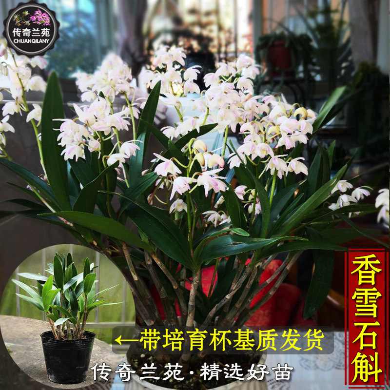 香好养香雪石斛传奇兰苑