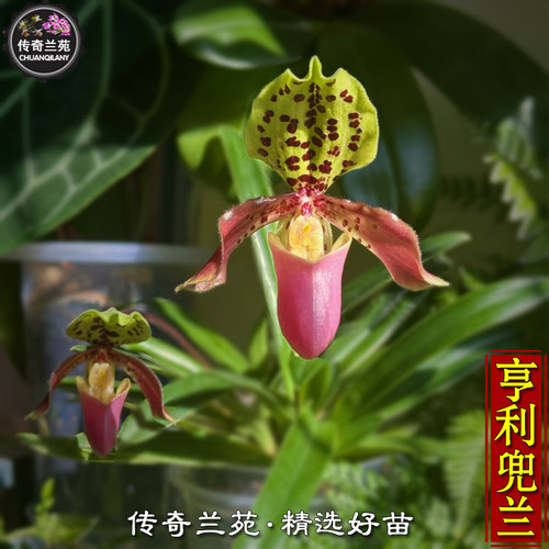 亨利兜兰（成熟大苗，即将出花苞）稀有品种 好养