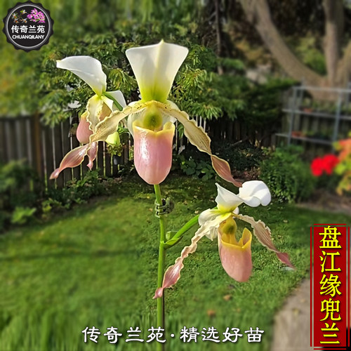 盘江缘兜兰 带花苞 稀有品种续花多苗好养