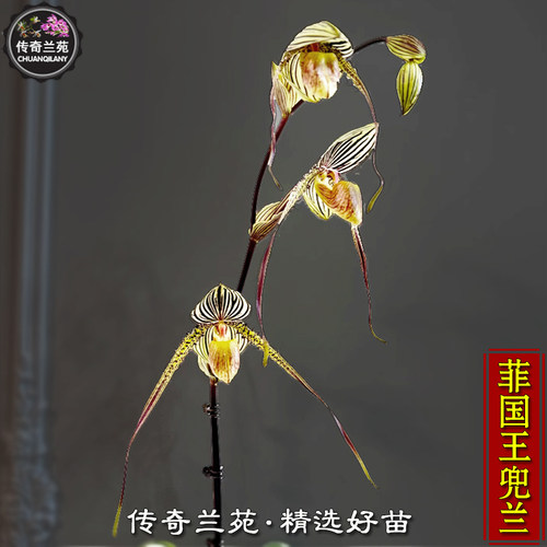 菲国王兜兰 （成熟大苗，还没来花）国王交菲律宾兜兰 稀有品种
