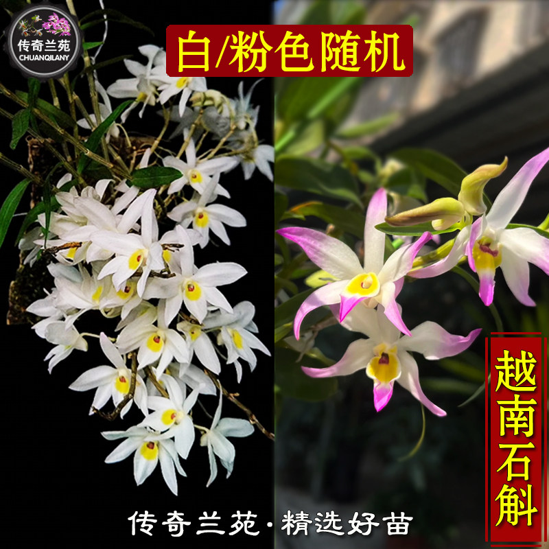 越南石斛有香味 稀有品种名贵石斛 好养 能吃