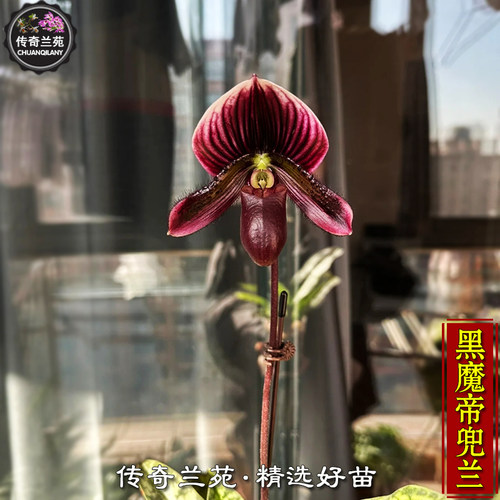 黑魔帝兜兰 带花苞  稀有名贵兜兰 好养