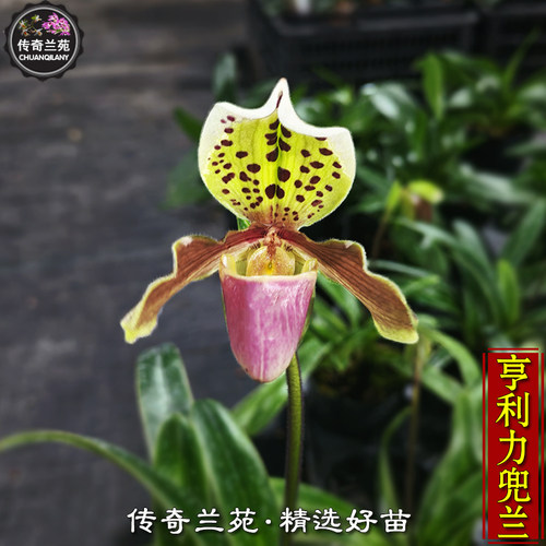 亨利力兜兰 带花苞 亨利x格力兜兰 好看好养 可收藏品种