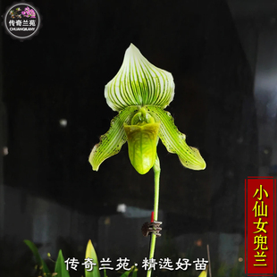 小仙女兜兰 带花苞 稀有绿魔帝交翘胡子兜兰 好养多苗拖鞋兰