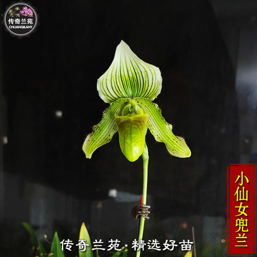 小仙女兜兰稀有兜兰好看