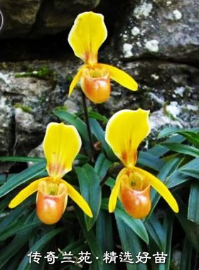 海伦兜兰 稀有品种 金黄色兜兰好养