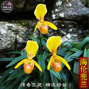 海伦兜兰 稀有品种 金黄色兜兰好养