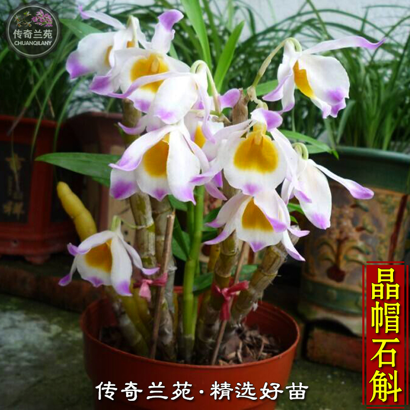 晶帽石斛小苗半一斤苗木桩木板栽好盆栽精选花卉绿植铁皮兰满包邮