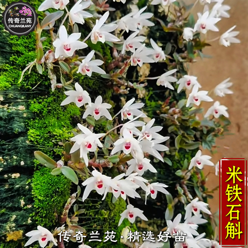 米铁石斛 迷你型矮小丹霞米铁石斛 稀有品种 好吃又好养