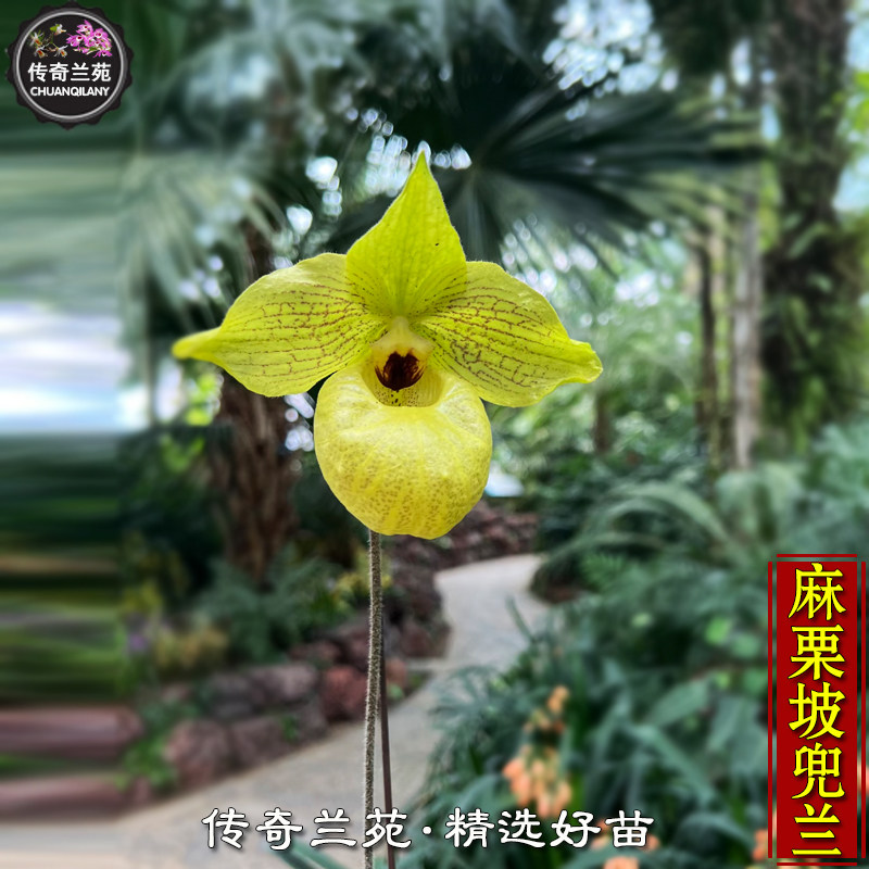 麻栗坡兜兰 带花苞 稀有品种 可收集品种