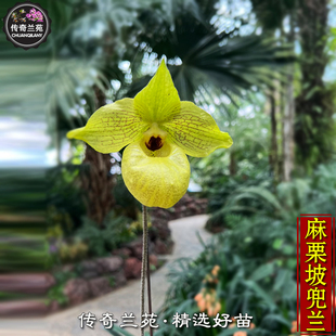 麻栗坡兜兰 带花苞 稀有品种 可收集品种