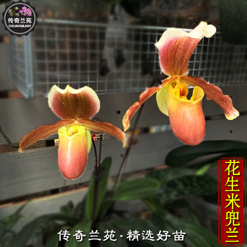 花生米兜兰 整盆多苗 小叶x苍叶兜兰 炸煳的花生米兜兰 稀有品种