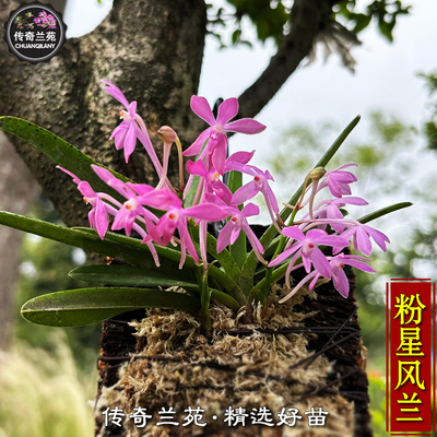 粉星风兰 稀有粉紫色风兰 好养