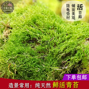 鲜活青苔 苔藓微景观假山盆栽景迷你植物DIY铁皮石斛多肉铺面包邮