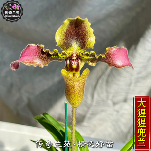 大猩猩兜兰  紫小飘带叶兜兰 苗多好养