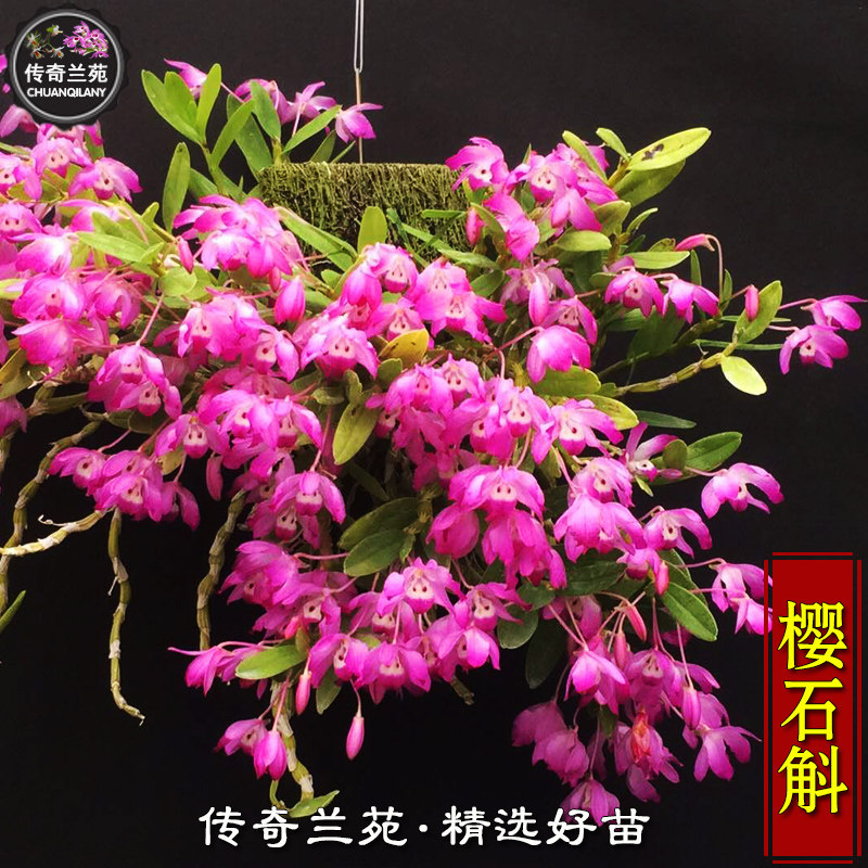 樱石斛 紫红花石斛盆栽石斛兰花石斛兰