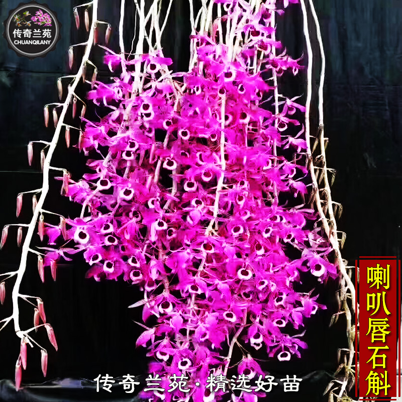 传奇兰苑喇叭唇石斛紫花