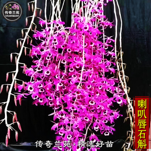 喇叭唇石斛 紫花石斛 带板栽好垂挂瀑布石斛阳台庭院盆栽 能吃