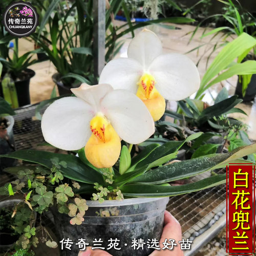 白花兜兰  （成熟苗，还没有花）稀有品种 可收集品种