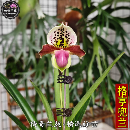 格亨兜兰 带花苞 格力x亨利兜兰 好看好养 可收藏品种