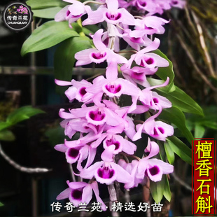 檀香石斛 浓香稀有石斛花附生兰国兰室内盆栽绿植花卉兰草 能吃