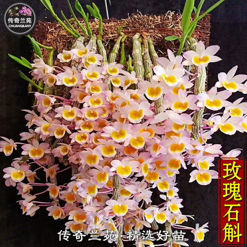 玫瑰石斛石斛传奇兰苑好看