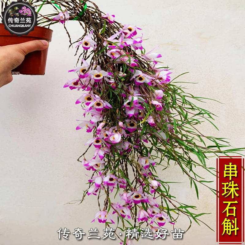 串珠石斛 好吃又好看的品种