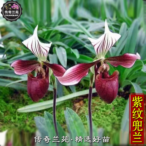 紫纹兜兰  带花苞 稀有品种 可收集品种