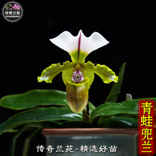 青蛙兜兰 带花苞 白旗兜兰小青蛙 绿植室内原种兰属 苗好苗好养