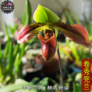 卷秀兜兰 带花苞 卷鄂x秀丽兜兰