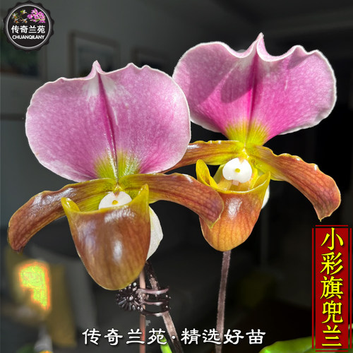 小彩旗兜兰 小青蛙（白旗）x红旗兜兰 稀有品种 室内桌面兰花盆栽