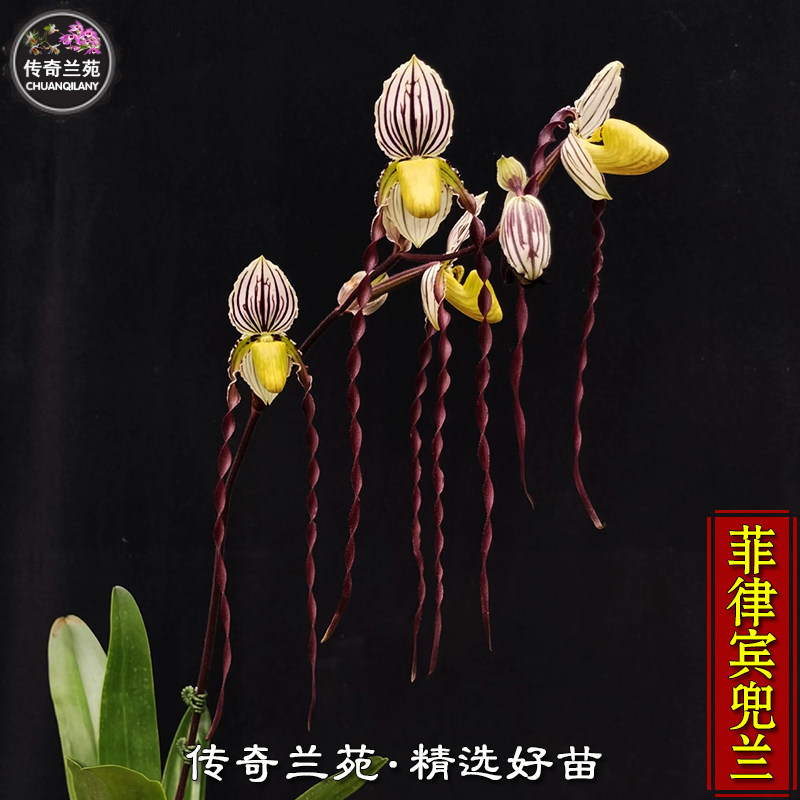 菲律宾兜兰（成熟大苗，还没来花）稀有品种 续花品种