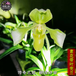 素花带叶兜兰 稀有品种 可收集品种