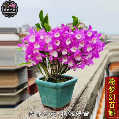 传奇兰苑好养漂亮稀有名贵