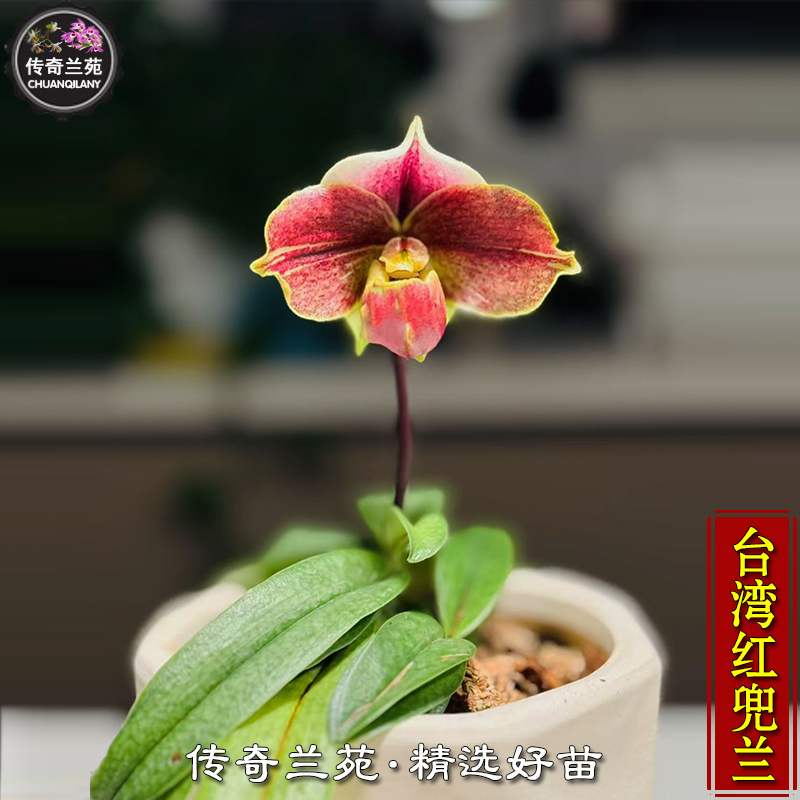 台湾红兜兰 稀有品种 可收集品种