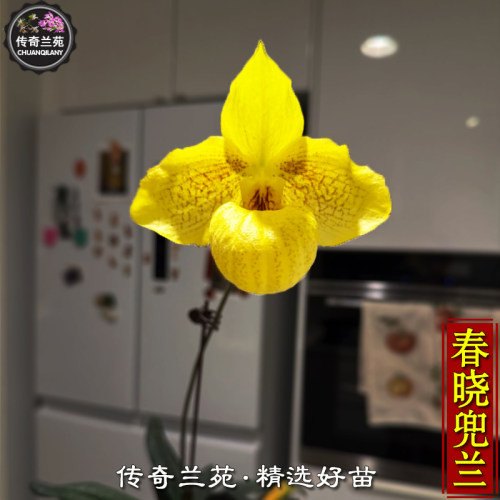 春晓兜兰（成熟大苗）金童x麻栗坡 杏黄交麻栗坡 稀有品种 黄色花