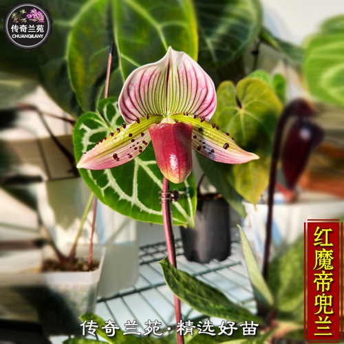 红魔帝兜兰 带花苞 稀有品种 可收集品种