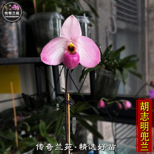 胡志明兜兰 （中苗，还没来花）稀有品种 越南美人德式交新娘