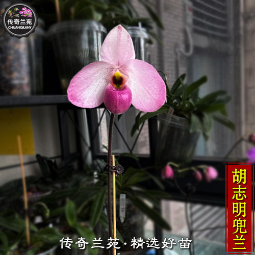 胡志明兜兰 （中苗，还没来花）稀有品种 越南美人德式交新娘